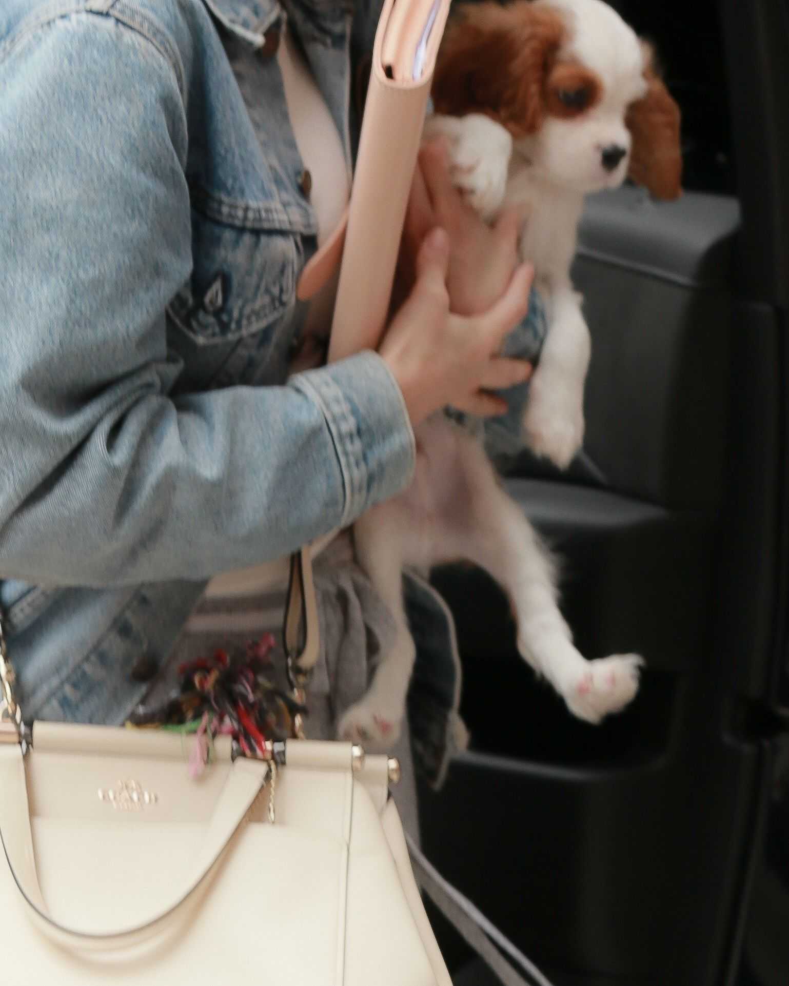 Selena_Gomez_-_Arriving_at_her_hotel_with_her_puppy_in_New_York_on_September_18-01.jpg